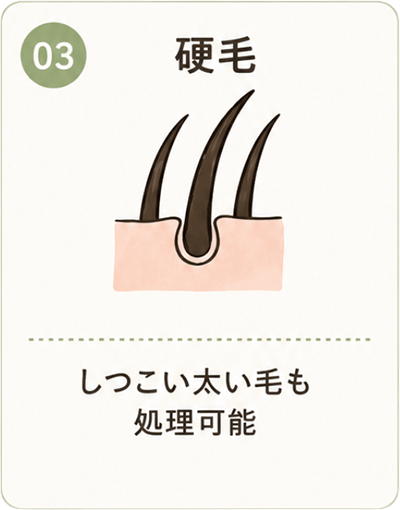 03 硬毛